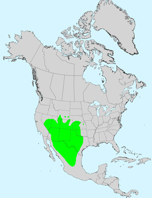 North America species range map for Chaetopappa ericoides: Click image for full size map 